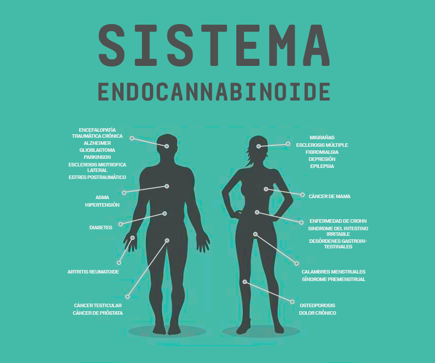 ¿Qué es el sistema endocannabinoide?